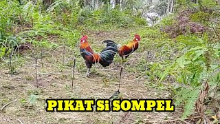 INI BARU SERU !!! PIKAT DAN AYAM HUTAN NYA SAMA SAMA AGRESIF