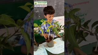 V ஒட்டு முறை | Grafting Techniques in Mango | PASUMAI BHARATHAM AGRICULTURE SOLUTIONS