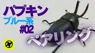 貴重◆　ペアリング 交尾 動画　ブルー系 アウラタキンクワガタ パプキン イロクワガタペアリング 飼育日記 動画VSアニメ　＃02 sedori2012 自由研究