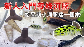 給呆萌小河豚建一個家，新人入門養綠河豚，小傢伙真是個大胃王|Farmed puffer fish.