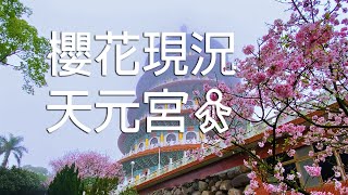 🌸櫻花現況 - 淡水天元宮 | Tamsui Origin of the temple walk - March 21, 2022 ☁️ #喜歡記得按下訂閱 @tamsuilove2415