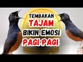 PANCINGAN murai batu gacor AMPUH BUAT pancingan murai batu agar BUNYI jadikan burung  gacor EMOSI