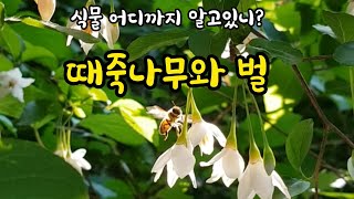 [식물 어디까지 알고있니?] 때죽나무와벌(때죽나무과|낙엽소교목|수목감별64.|설참) #shorts