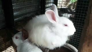 முயல் வளர்ப்பு முறை மற்றும் அதன் கூண்டு அமைப்பு/..Rabbit breeding system and its cage system