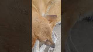 ভুলো বিশ্রাম নিচ্ছে। #dog ষষ