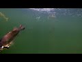 BIG Swimbaits Getting DESTROYED! Epic Underwater Footage!