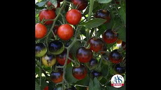 Bite sized tomatoes that are also AAS Winners!