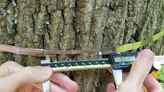 Using dendrobands to study the impact of climate on tree growth