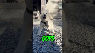 OOPS I did it again! 🙈 (dog comedy) #shorts #dogs