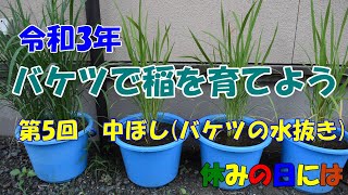 【庭いじり】令和3年　バケツで稲を育てよう　第5回　中ぼし（バケツの水抜き）