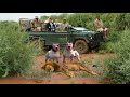 Dogo Argentino vs Lion Video - Lion vs Trained Dogo Argentino In a Real Fight - PITDOG