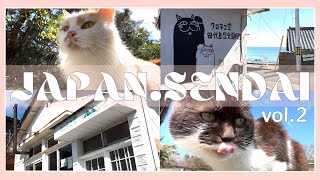 《ねこ島》癒されまくりのねこ島。島ねこたちの日常をご覧あれ🐱