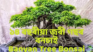 BANYAN TREE BONSAI ,জৰী গছৰ বনচাই ১৪ বছৰ হৈছে  #BonsaiTrees