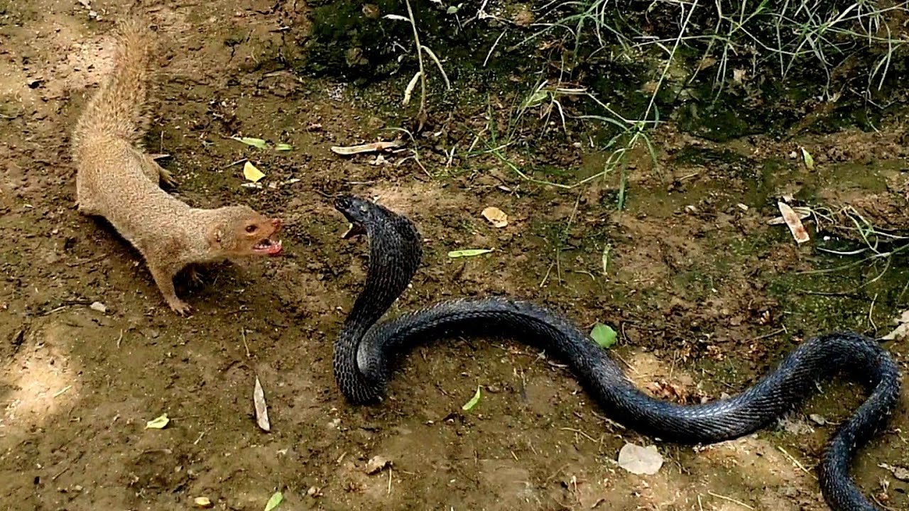 Mongoose Cobra Comparison Chart