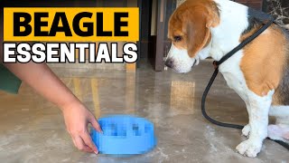 Things Every Beagle Owner Should Invest In!