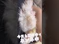 今日も元気です うさぎ うさぎの介護 斜頸