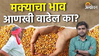 Maize Bajarbhav: देशात यंदा इथेनाॅलासाठी मक्याची मागणी किमान ५० टक्क्यांनी वाढणार | मक्याचा बाजारभाव