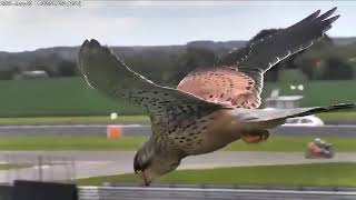 Incredible head stabilization by Falcon and stationary hovering.