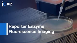 Reporter Enzyme Fluorescence Imaging | Protocol Preview