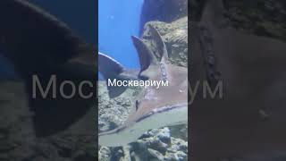 Такое впечатление, что рыбы в море, океане плывут себе в своей стихии