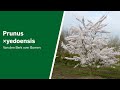 Prunus yedoensis - Van den Berk over Bomen