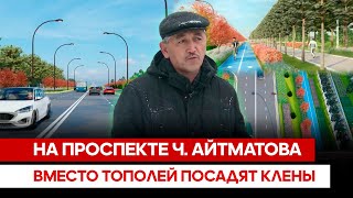 На проспекте Ч. Айтматова вместо тополей посадят клены