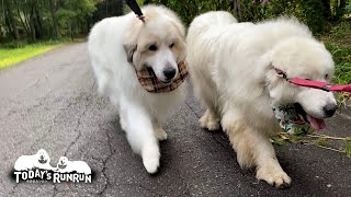 散歩に出たけど雨が降りすぐに退散したルンルンとアランです　Great Pyrenees　グレートピレニーズ