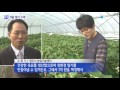 더 달고 덜 시다…빨갛게 익은 겨울 딸기 ytn