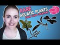 Unboxing! Rare Aquatic Plants - Anubias, Mosses, Buce, more!