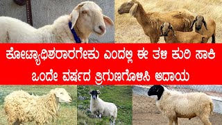 ನಾರಿ ಸುವರ್ಣ ಕುರಿ ತಳಿ ತರುವುದು ಹೇಗೆ । ಯಾವುದು 3 ಮರಿ ಕೊಡುವುದು | Nari Suvarna Sheep Detail @NegilaYogi