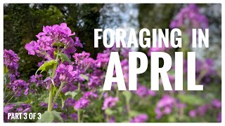 Foraging in April (Part 3 of 4) - UK Wildcrafts Monthly Foraging Calendar