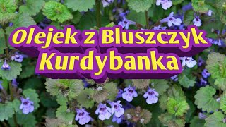 375. Jak Zrobić Olejek Z Bluszczyka Kurdybanka