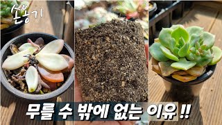 (다육식물)무름병 잡을 방법 / 다육 관리 /Tips for Growing Succulents#다육