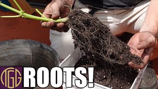 Grow Peaceful Original Grow Bucket :: Post Harvest Roots!