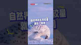 自然界的生死较量就在一瞬间！雪鸮雪地捕鼠瞬间那叫一个“快准狠” | CCTV科教