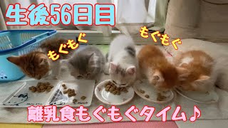 (生後56日)爆食⁉︎遊び食い始める離乳食もぐもぐタイム♪【#赤ちゃん猫】kitten