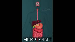 Human digestive system (3D Aniomation)