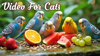 Cat TV for Cats to Watch Birds and Squirrels😺Perfect Video for Indoor Cats Episode 42 | 3H of Videos