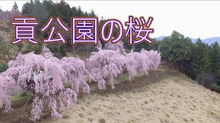 美馬市木屋平  　　　　　貢公園のしだれ桜                         　 ドローン空撮　木屋平②