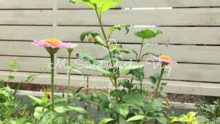 【ガーデニングvlog】夏の花の植え替えと種収穫、カモミールティーづくり#ガーデニング #カモミール#庭づくり