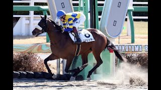 20250118 競馬ﾚｰｽﾄﾋﾟｯｸ　01【純正ロジ血統にリッキー】'25中1-6-3R D1800 3新馬 ロジリッキー