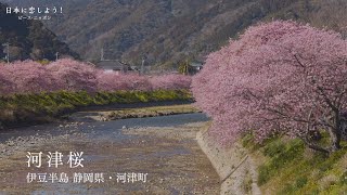 【4K】【特集】日本の四季 ～春～【2024年】