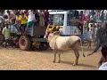 सिरवायल मंचुविरट्टू 2025 siravayal siravayalmanjuvirattu2025 siravayaljallikattu