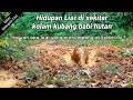 Di sekitar kolam kubang babi hutan.