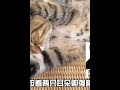 猫咪和主人同时被噪音吵醒，主人无奈吐槽，猫咪却捂着耳朵继续睡 005