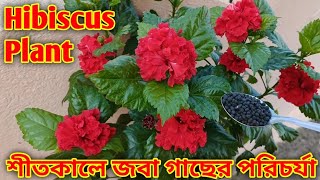 শীতকালে জবা গাছের পরিচর্যা / Hibiscus plant Winter Care \u0026 Organic Fertilizer / Hibiscus Fertilizer