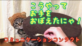 我が家の猫の お手のきっかけの覚え方【唐草猫ムタさん】