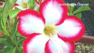 অ্যাডেনিয়াম ফুল বা ডেজার্ট রোজ | Adenium | এডেনিয়াম