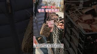 스테디셀러 핑크 말발도리! P9 생산/수입 판매 신고 완료, 등록번호 09-02-0328-2024-4