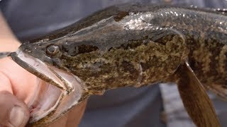 Arkansas Wildlife - S6.E5,  Lonoke Hatchery and Arkansas Snakeheads